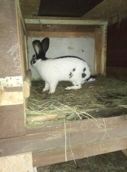 Nemecký obrovitý strakáč - 3