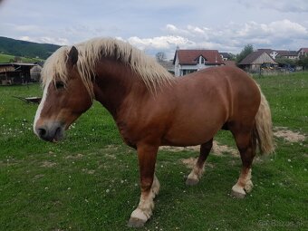 Ťažný žrebec - 3