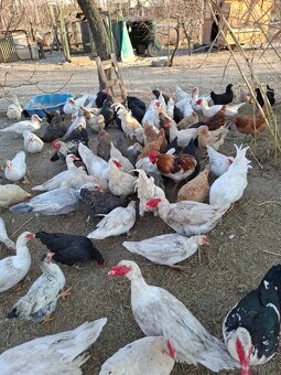 Kačice čínske-pižmové - 3