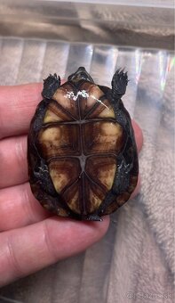 Klopavka floridská - 3