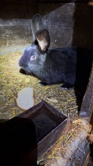 Samec Český strakáč - 3