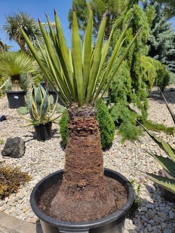 Juka yucca - 3