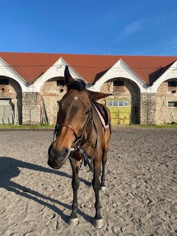 Predam valacha A1/1 - 3
