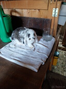 Predam zakrsle zdrobnele teddy zajaciky - 3