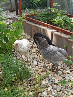 Araucana - rôzne farby - 3