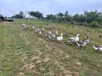 Landenské husi - 3