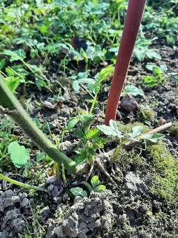 Predam slachtene beztrnove velkoplode cernice - 3