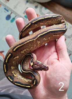 Pytón kráľovský/ Python regius - 3