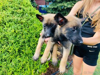 Šteniatka belgický ovčiak malinois - 3