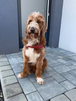 Goldendoodle na krytie - 3