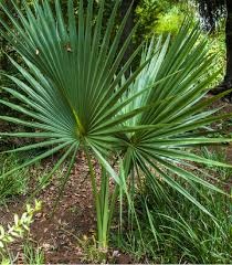 Palmy Washingtonia robusta semená 10 ks - 3