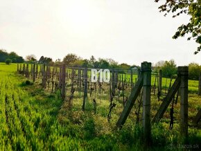 Rekreačný pozemok s úrodnou pôdou a vinárskym domčekom - 3