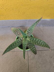 Aloe Vera - rastlinky - 3