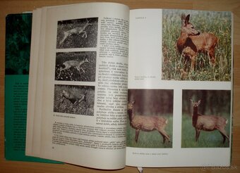 Srnčí zvěř - 3