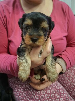 Predám Yorkshire šteniatka... - 3