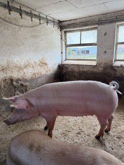 2,4 €/kg Jatočné výkrmové ošípané - 3