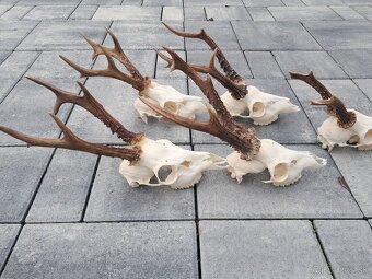 Srnce, parohy, trofeje - 3