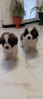 Šteňatá bernardínov - 3