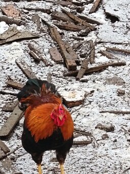 wyandotka zdrobnelá - 3