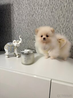 🌸 Princezná mini špic 🌸 - 3