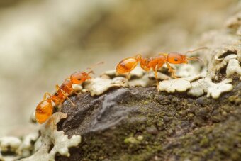 predám mravce rodu Temnothorax,vhodné aj pre ZAČIATOČNÍKOV - 3