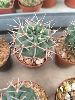 Kaktusy a sukulenty - 3