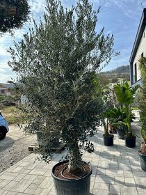 Mrazuvzdorný olivovník bonsai - Olea europaea - 3