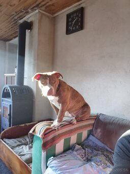 American bully fenka - 3