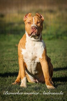 American bully XL/XXL s PP/stafford/pitbull/cane corso - 3