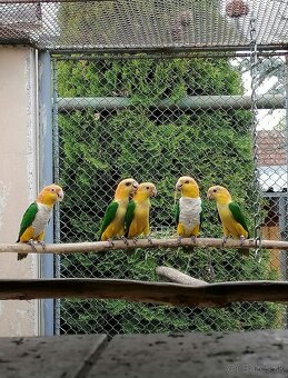 Amazonik bielobruchy - 3