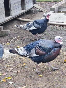 Predám morky bronzové - 3