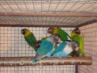 Agapornisy škraboškove - 3