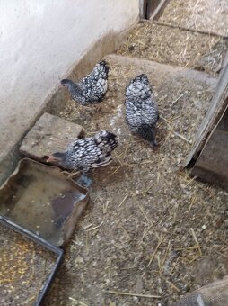 Wyandotka zdrobnela - 3