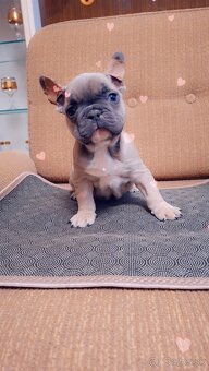 Francúzsky buldoček modry fawn, modrý - 3