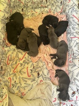 cane corso stenata na predaj - 3