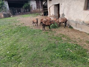 Kamerunské ovce, predaj - 3