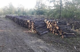 Tvrde palivove drevo suche, 5m ukladane s dovozom 260euro - 3