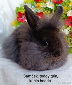 Zakrslý králik teddy gén s VP - samcek kuní hnedý - 3