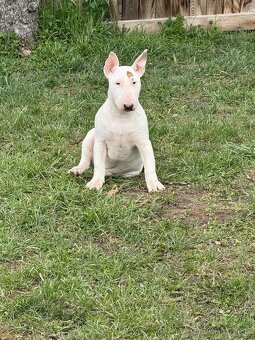 Bullterrier/Bulterier - 3
