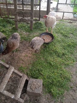 Araucana - 3