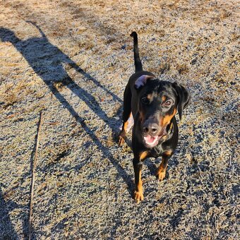Doberman na krytie - 3