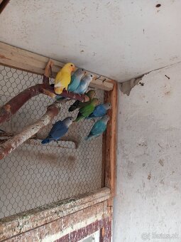 Rozela,agapornis, spevavý - 3