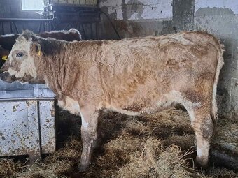 Predam telnu jalovicu - 3