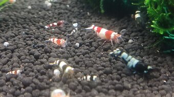 krevetky cardina mix. - 3