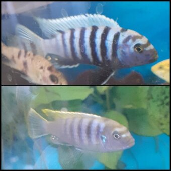 Malawi prebytky rybiek - 3