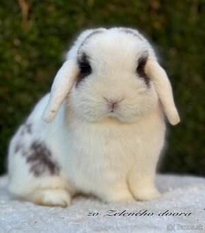 🐰 Minilop králiky 🐰 - 3