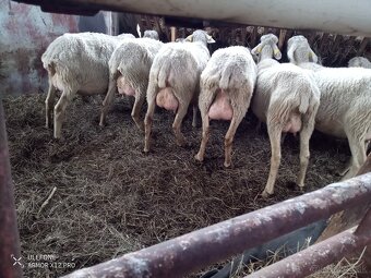 Dojne ovce - 3