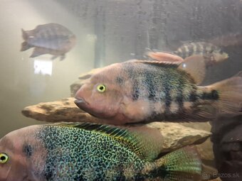 Cichlazoma Americka - 3