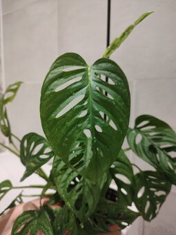 Monstera Adansonii - 3