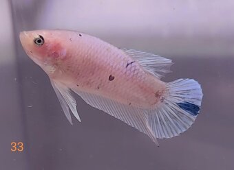 Bojovnica pestra long tail, shorttail,samec - 3